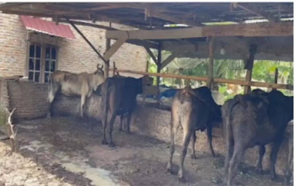 Warga Miinta APH Selidik Pangulu Sahkuda, Diduga Seleweng Dana Desa lewat Sapi